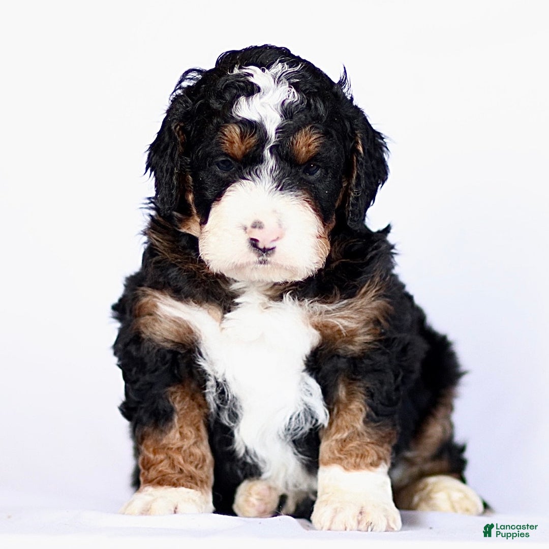 Mini Bernedoodle dogs for sale: George - Ad 1