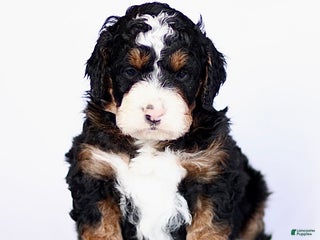 Mini Bernedoodle dogs George - Ad 20
