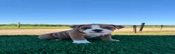 Olde English Bulldogge dogs for sale: Milo - Ad 2