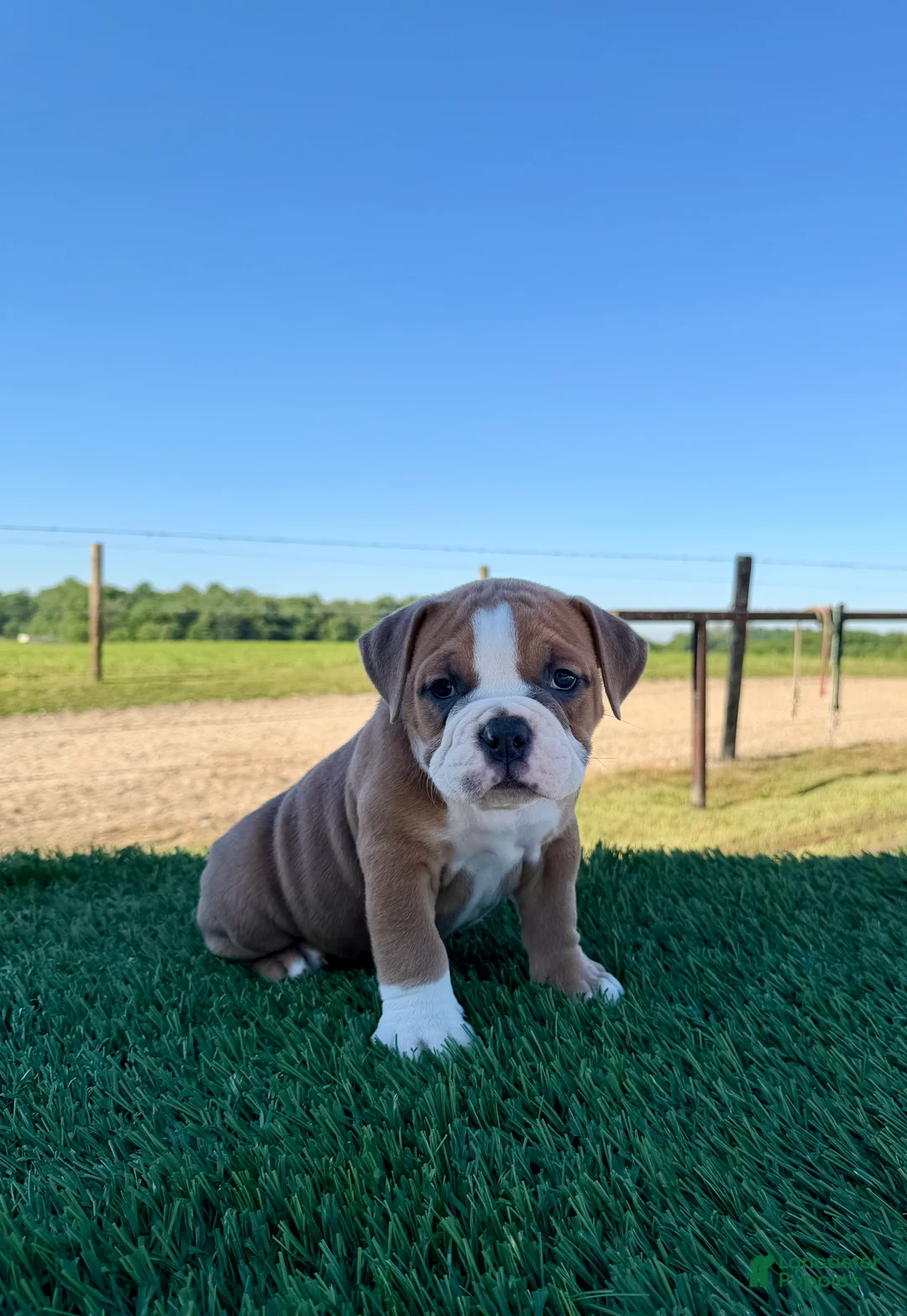 Olde English Bulldogge dogs for sale: Milo - Ad 2