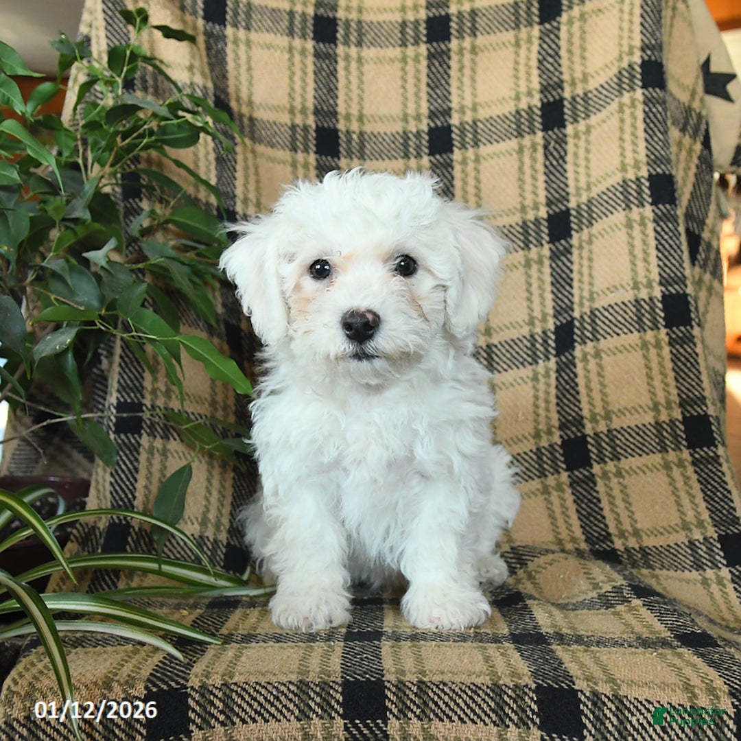 Bichon Frise dogs for sale: Denver - Ad 5