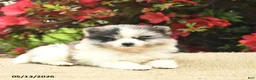 Pomeranian dogs for sale: Blossom  - Ad 4