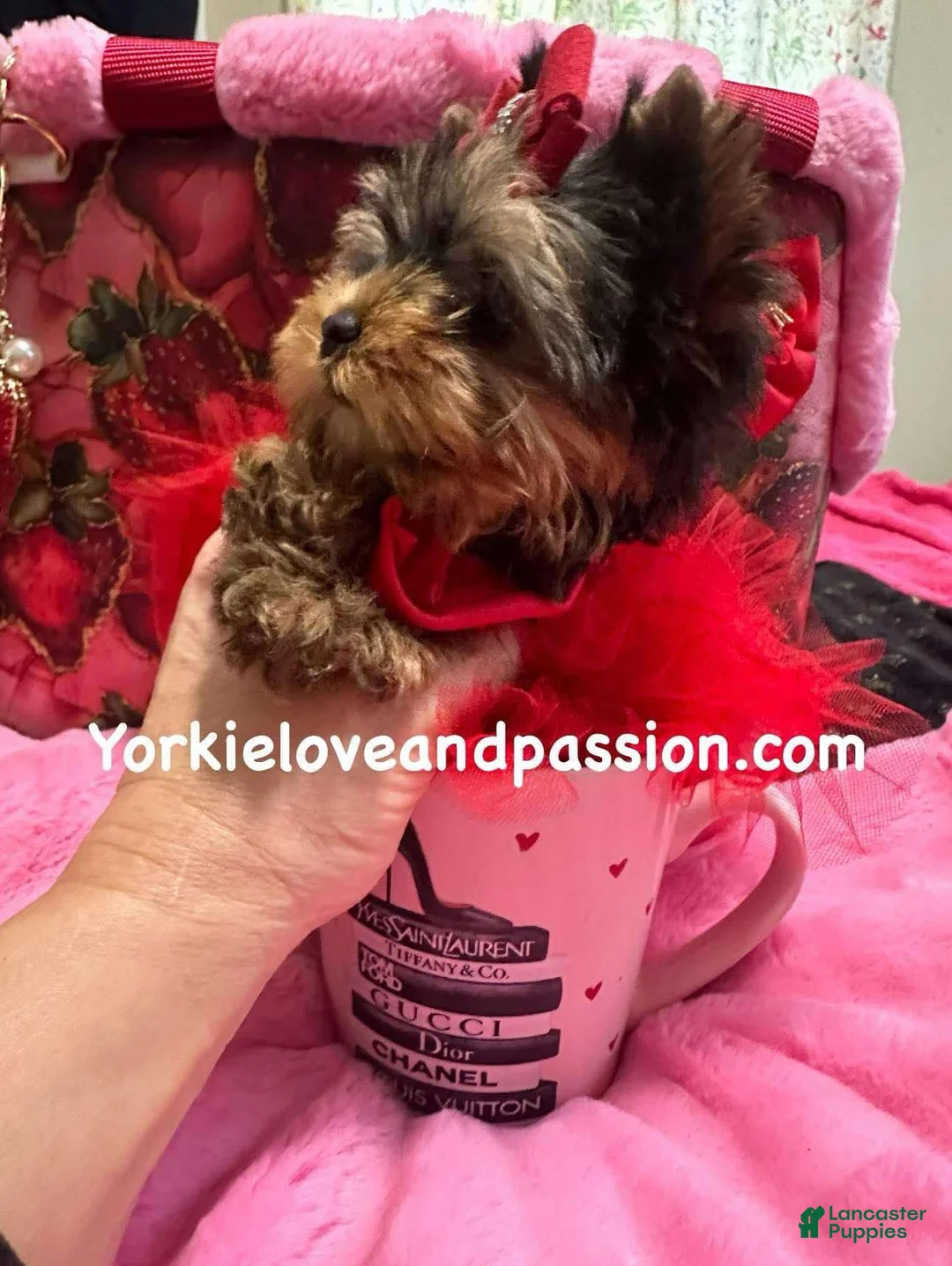 Yorkshire Terrier dogs for sale: Yorkshire Terrier Puppy 3 - Ad 3