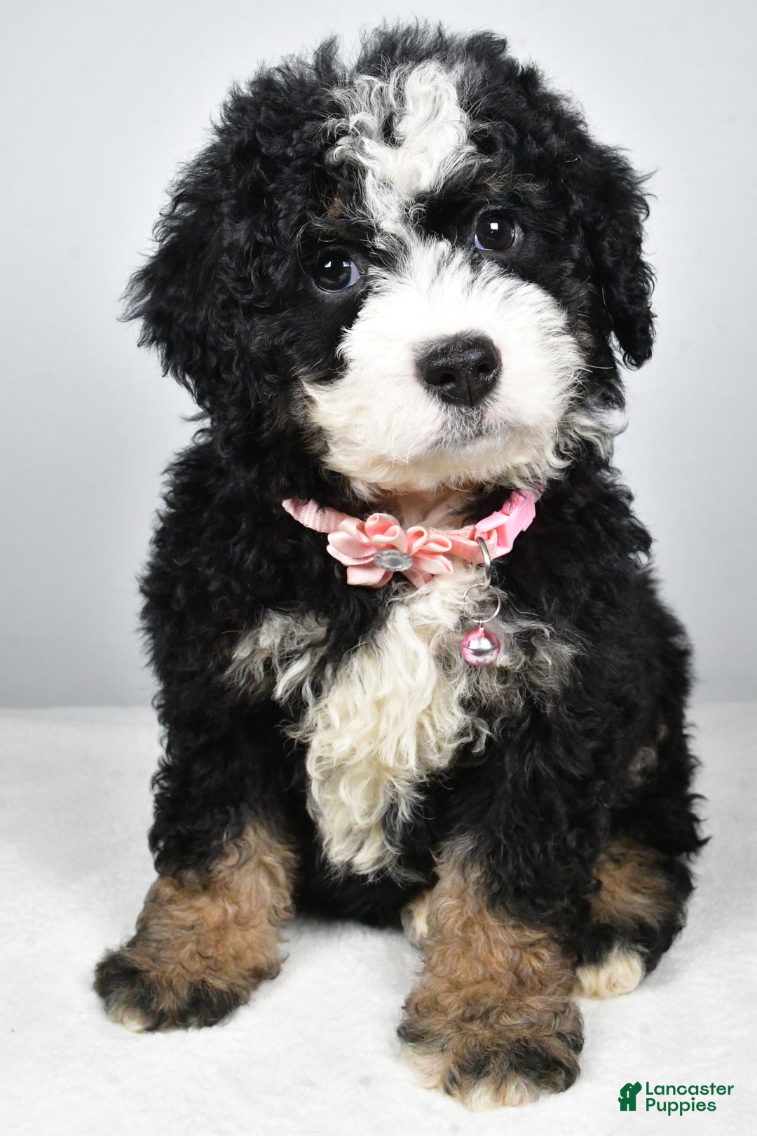 Mixed Breed dogs for sale: Coco - Ad 7