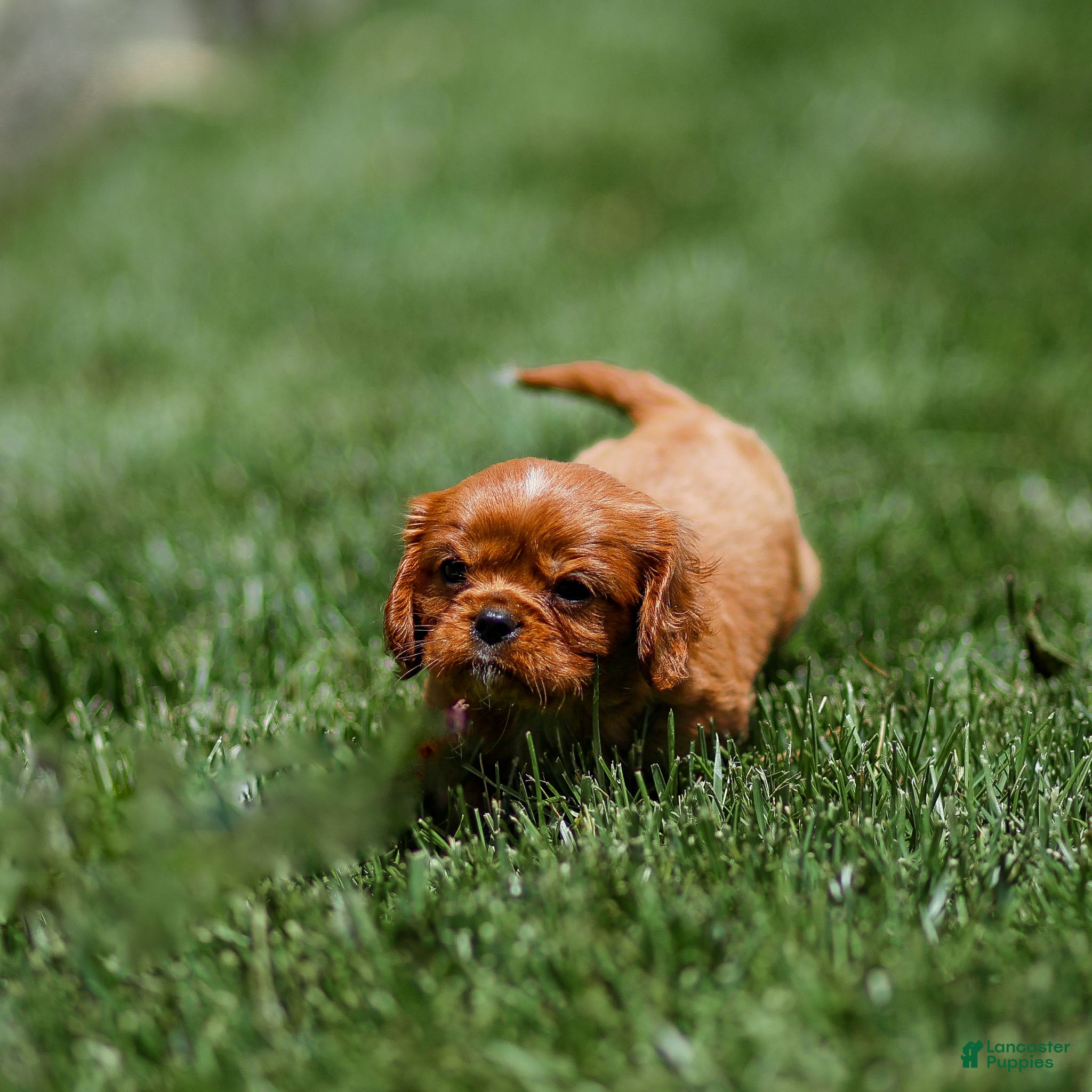 Cavalier King Charles Spaniel dogs Pepper Cavalier King Charles Spaniel Puppy  - Ad 1