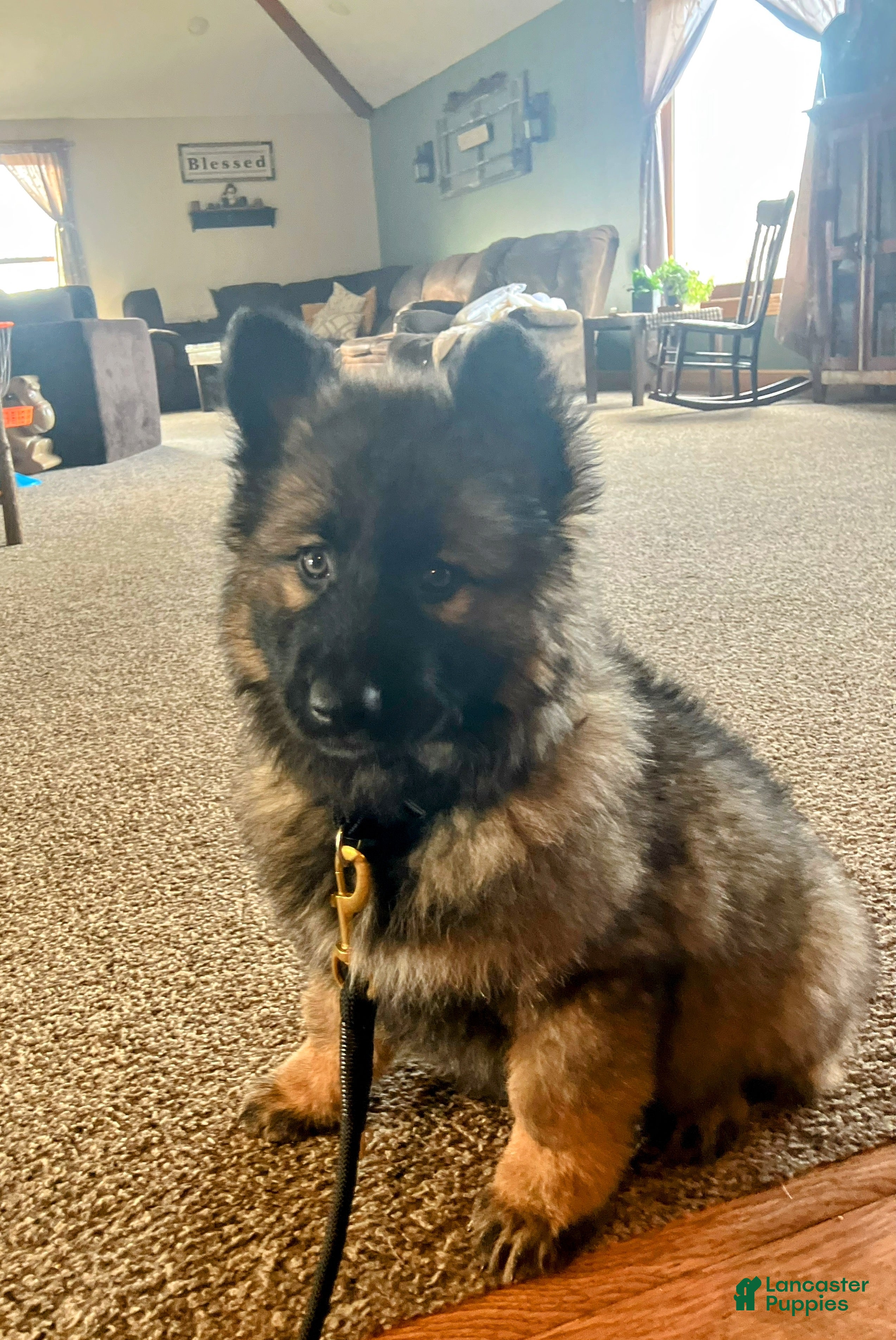 German Shepherd dogs ♥️SWEET SABLE ♥️ - Ad 1