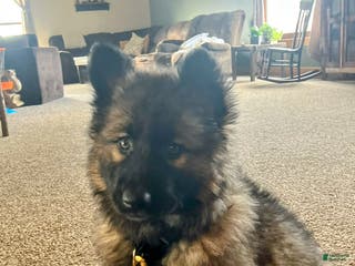 German Shepherd dogs ♥️SWEET SABLE ♥️ - Ad 1