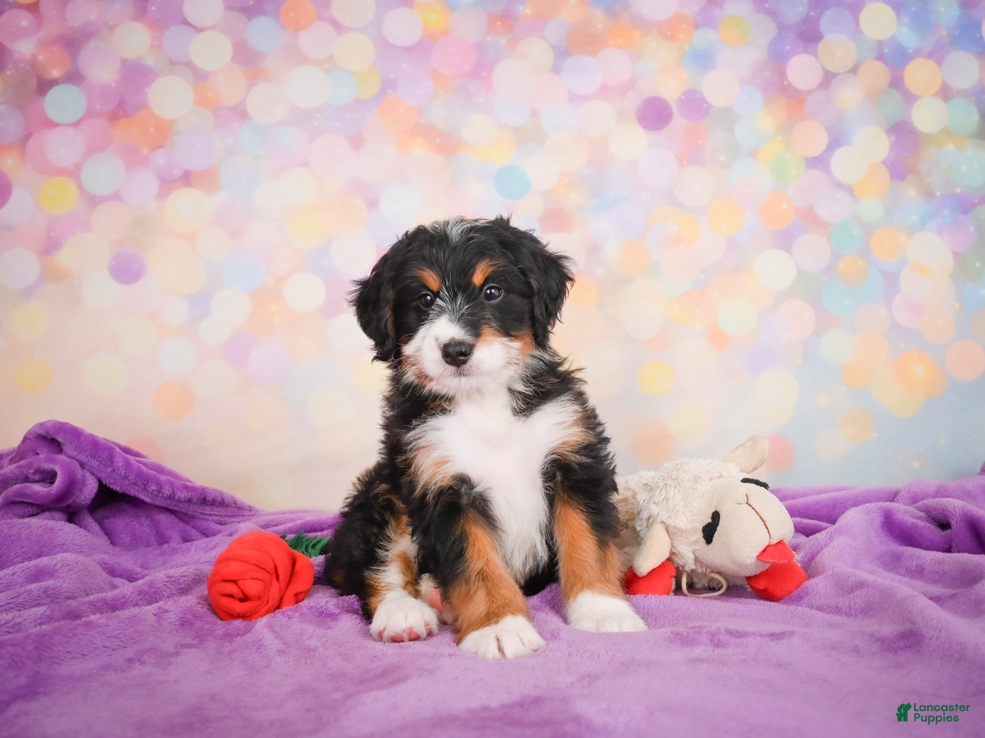 Mini Bernedoodle dogs Sparky - Ad 1