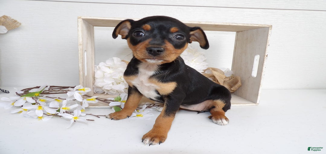 Gallery Image {{count}}