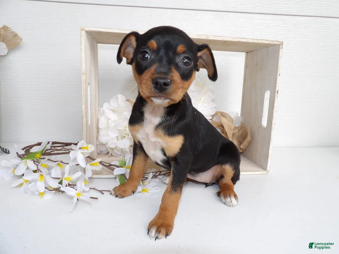 Gallery Image {{count}}