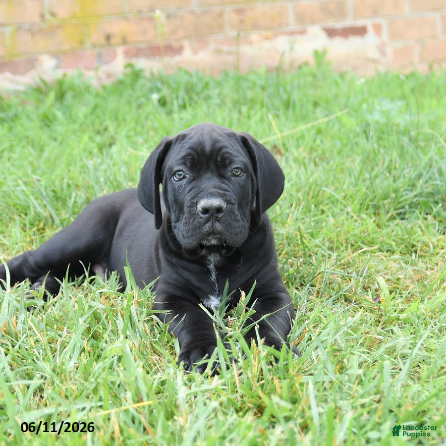 Cane Corso dogs Dune - Ad 2