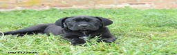 Cane Corso dogs for sale: Dune - Ad 7