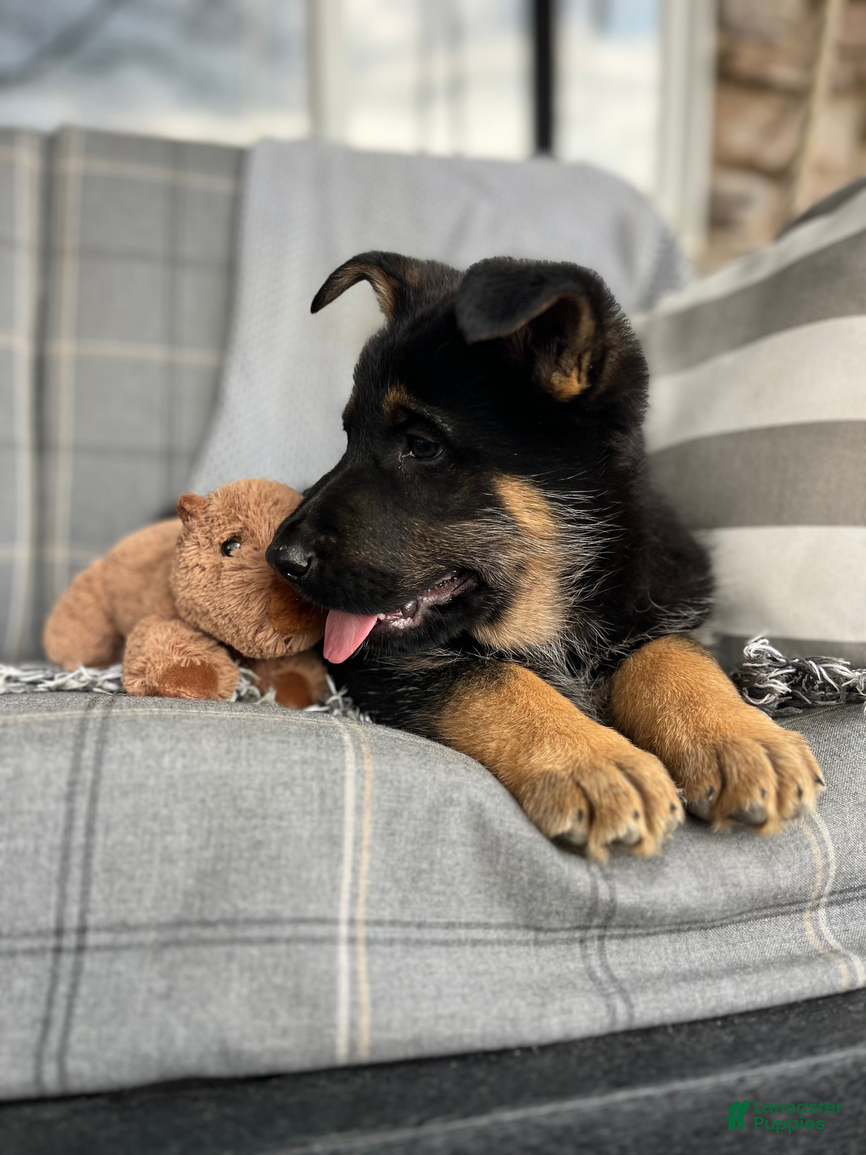 German Shepherd dogs Hunter - Ad 2