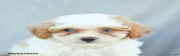 Bichpoo dogs for sale: Ziggy - Ad 4