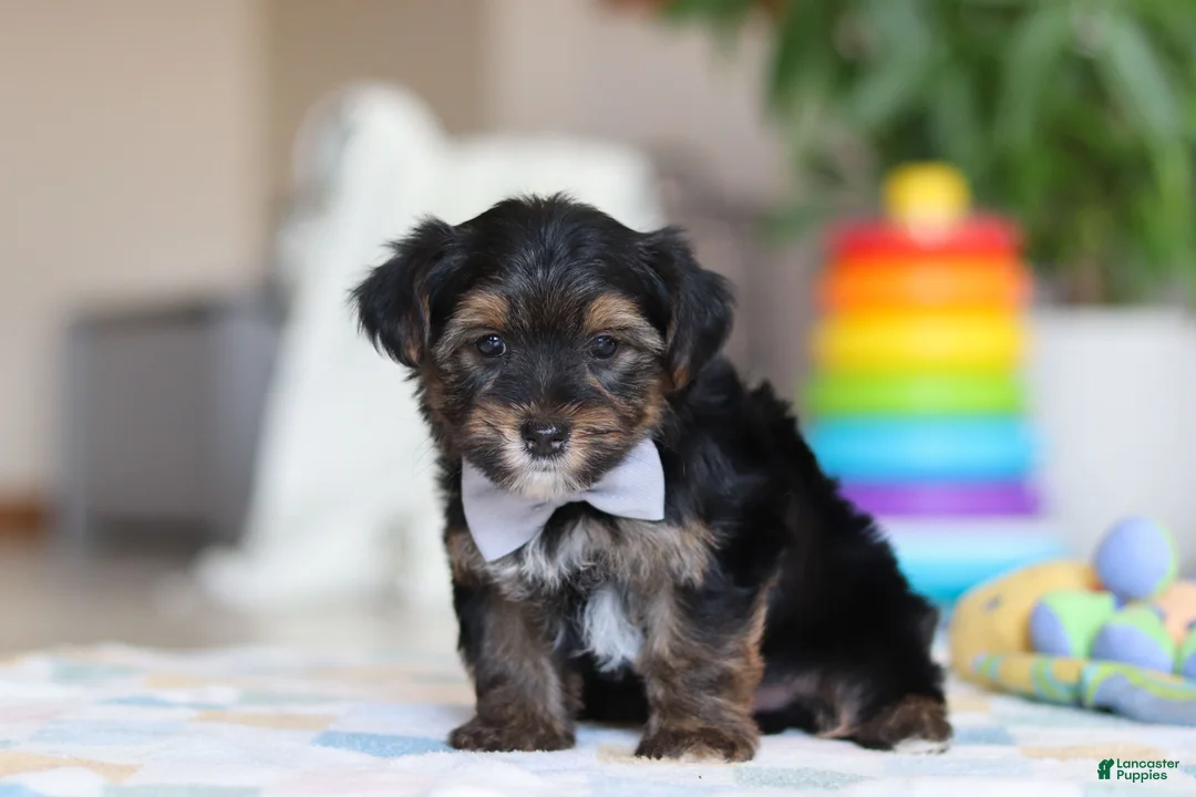 Morkie dogs for sale: Leroy - Ad 5