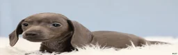 Miniature Dachshund dogs for sale: Beckett 🥏 - Ad 5