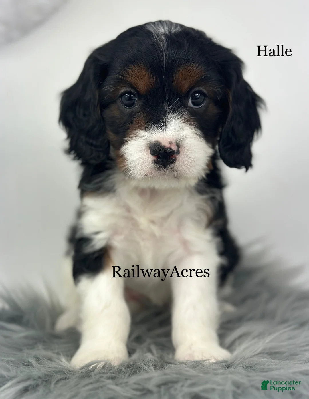 Cavapoo dogs for sale: Halle - Ad 2