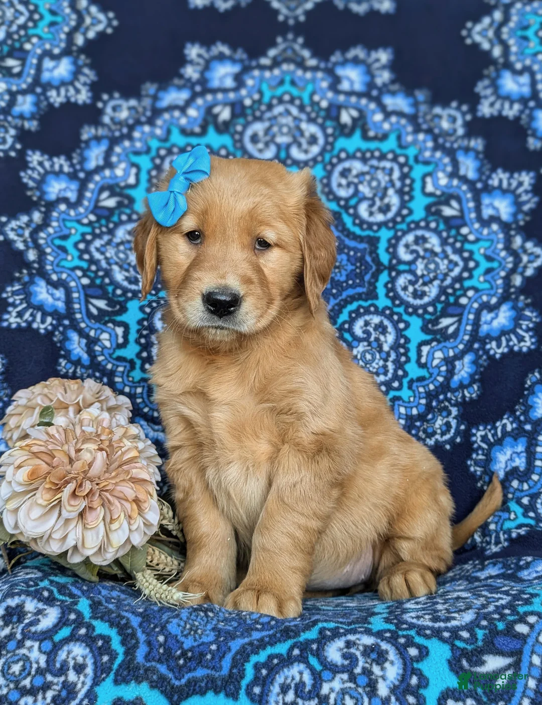 Golden Retriever dogs for sale: Mable - Ad 1