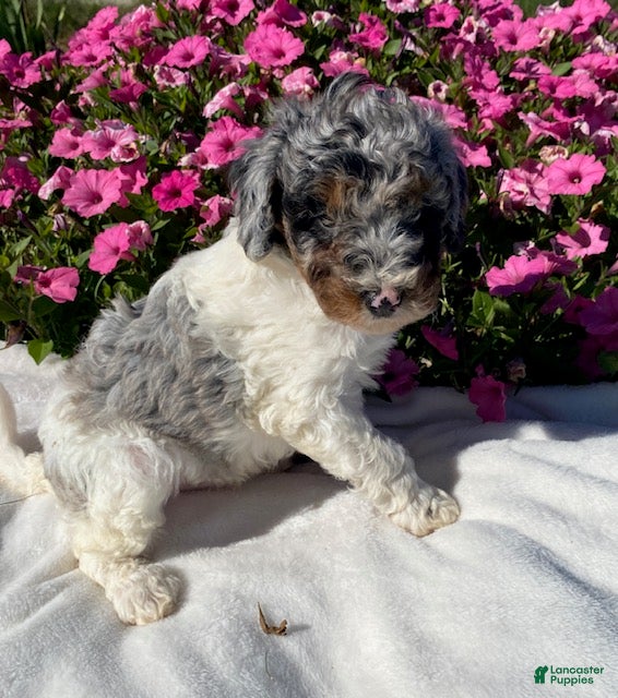 Mini Bernedoodle dogs for sale: Rascal - Ad 1