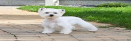 West Highland Terrier dogs for sale: Ophelia - Ad 7