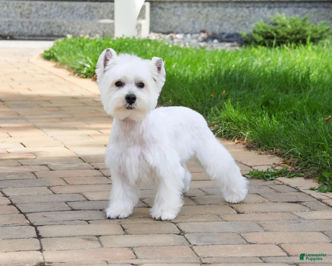West Highland Terrier dogs for sale: Ophelia - Ad 7