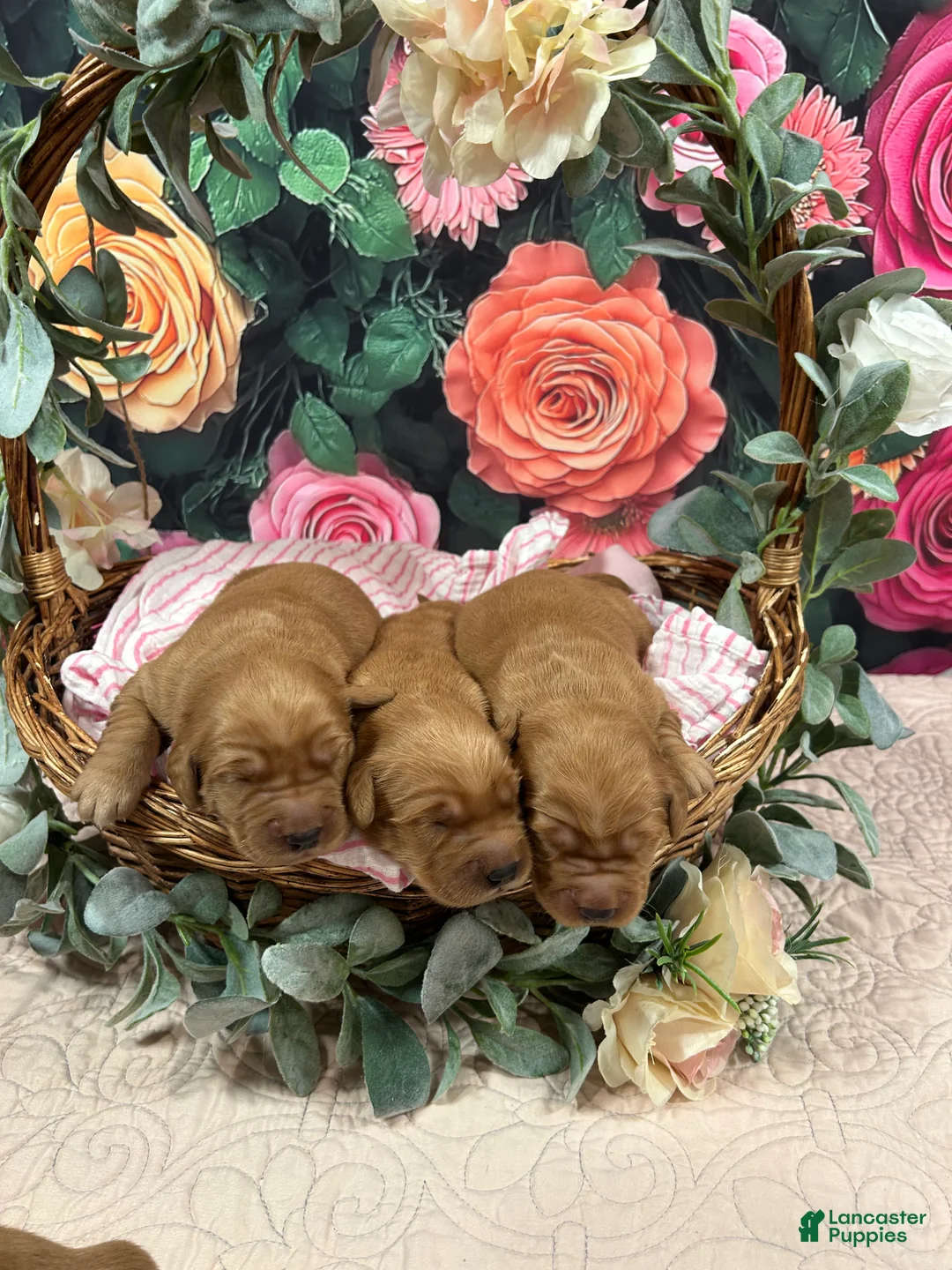 Golden Retriever dogs for sale: Lady - Ad 1