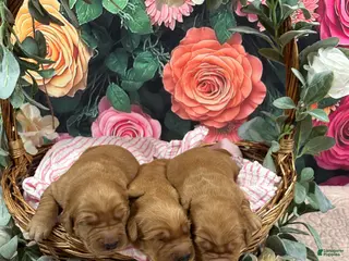 Golden Retriever dogs for sale: Lady - Ad 2