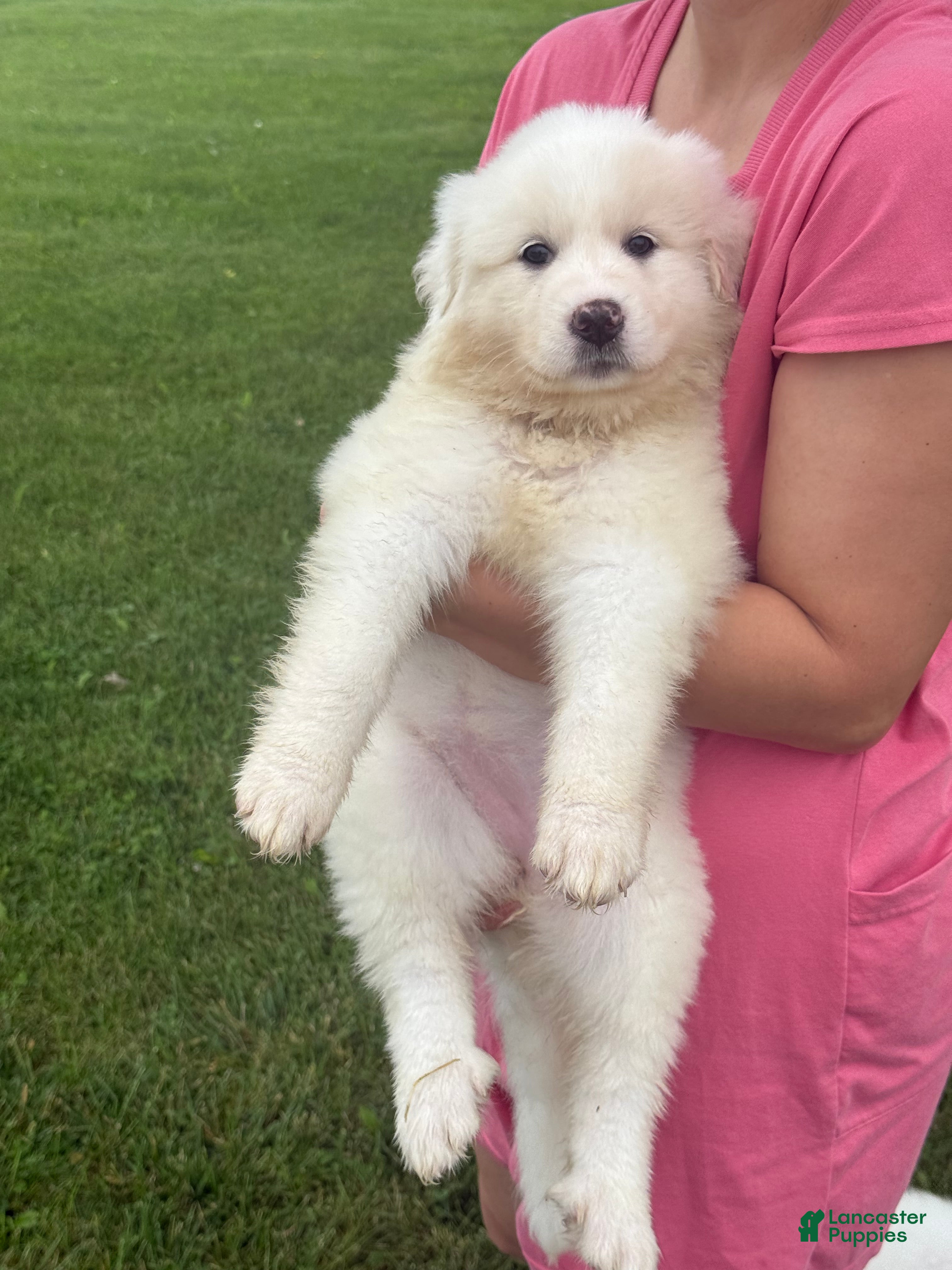 Great Pyrenees dogs Mrs Green  - Ad 14