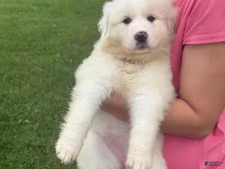 Great Pyrenees dogs Mrs Green - Ad 14
