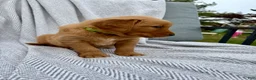 Golden Retriever dogs for sale: Rocky (lime green collar) - Ad 5