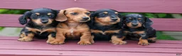 Miniature Dachshund dogs for sale:  Tilly 🎀 - Ad 19