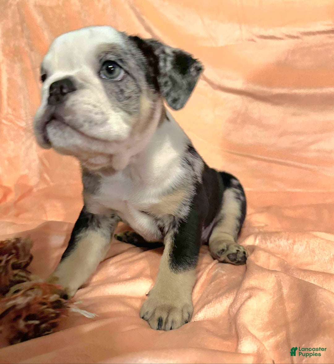 English Bulldog dogs for sale: English Bulldog Shadow - Ad 7