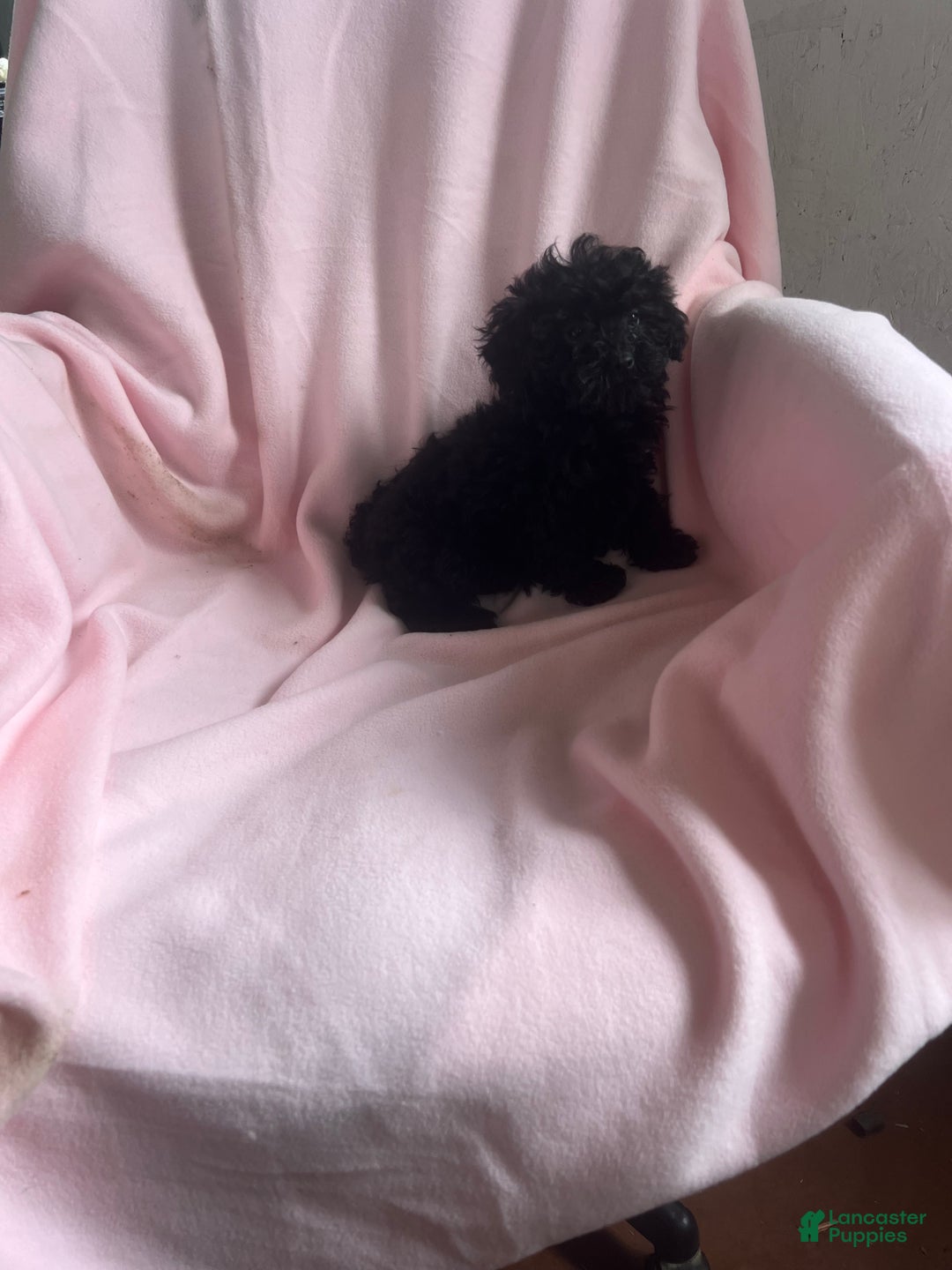 Toy Poodle dogs for sale: Amy - Ad 2