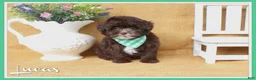 Yorkiepoo dogs for sale: Lucas - Ad 1
