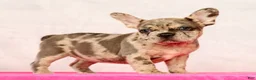French Bulldog dogs for sale: Pamela - Ad 3