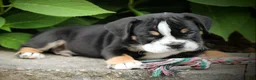 Beabull dogs for sale: Leo - Ad 4