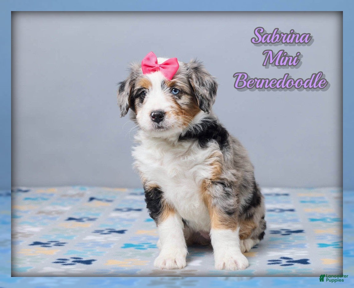 Mini Bernedoodle dogs Sabrina - Ad 1