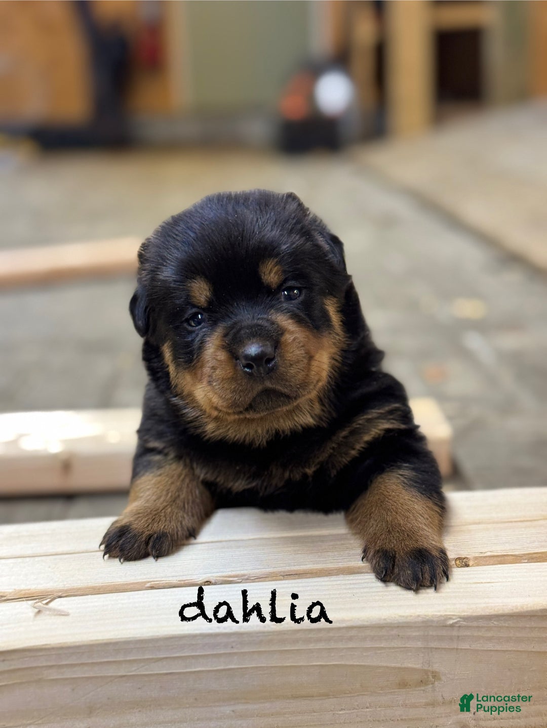 Rottweiler dogs for sale: Dahila (long tail)  - Ad 2
