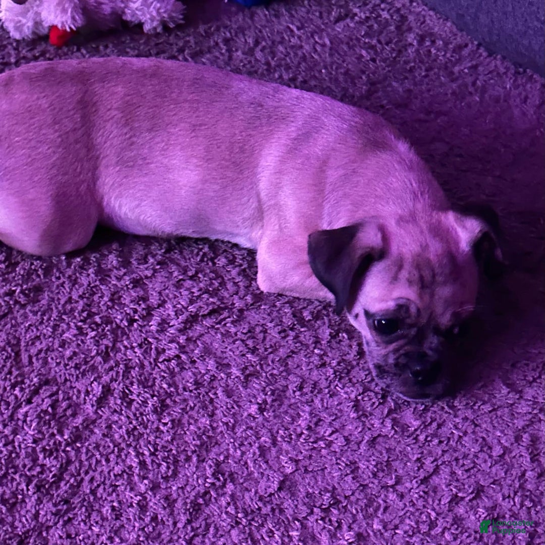 Gallery Image {{count}}