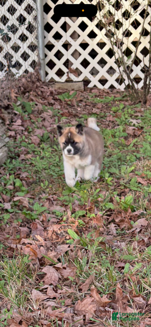 Akita dogs for sale: Red Male - Ad 2