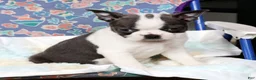 Boston Terrier dogs for sale: Kathy - Ad 6