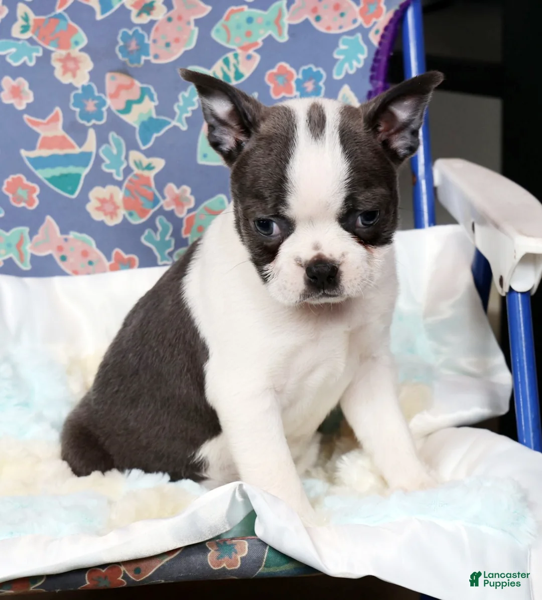 Boston Terrier dogs for sale: Kathy - Ad 6
