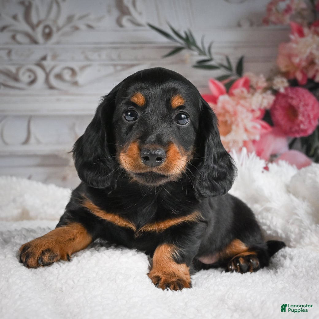 Miniature Dachshund dogs AKC-Gibson - Ad 1
