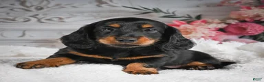AKC-Gibson