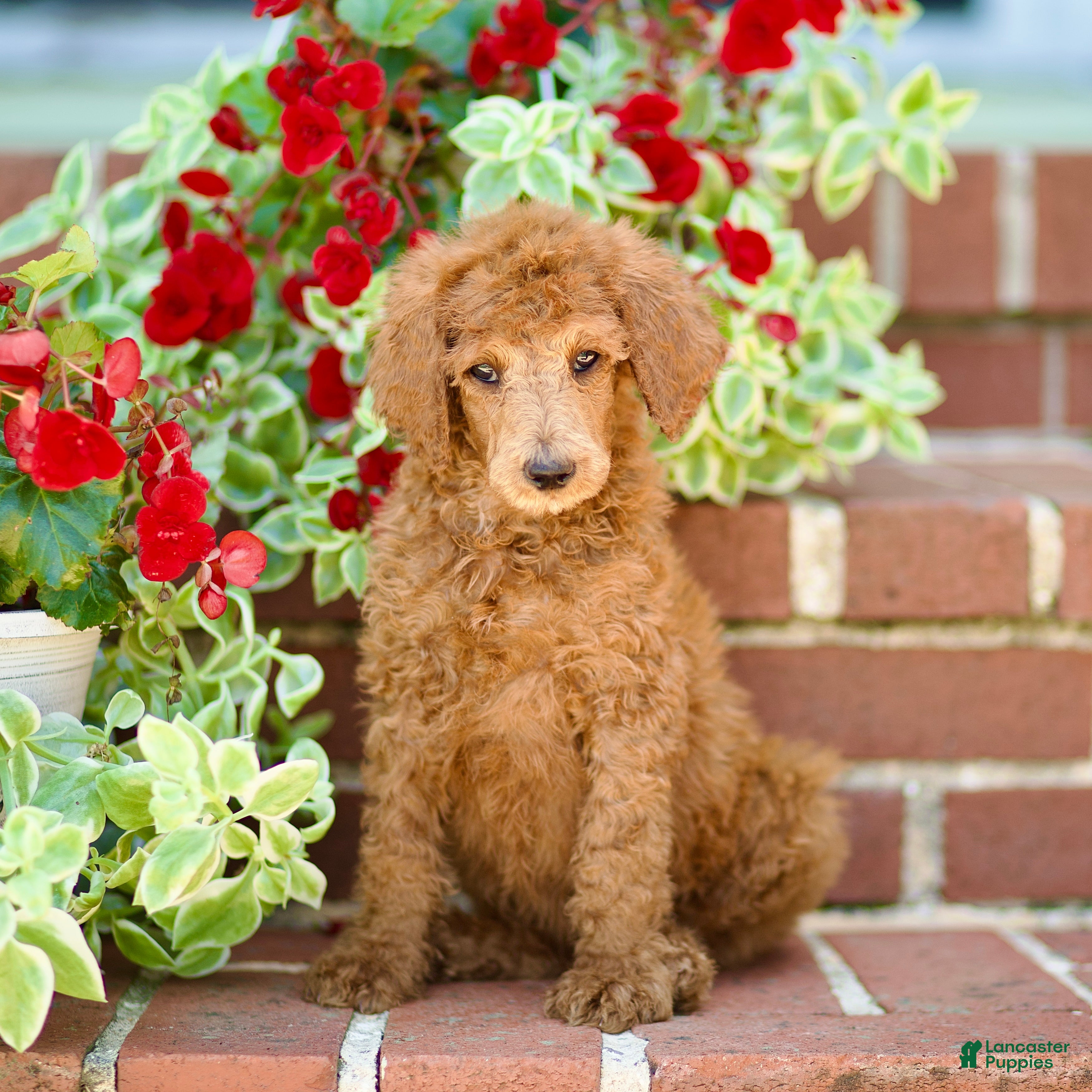 Standard Poodle dogs Mason - Ad 2