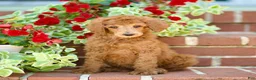 Standard Poodle dogs for sale: Mason - Ad 3