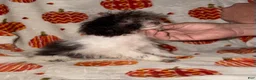 Toy Poodle dogs for sale: Itsy - Ad 4