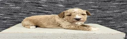 Miniature Poodle dogs for sale: Teddy  - Ad 12