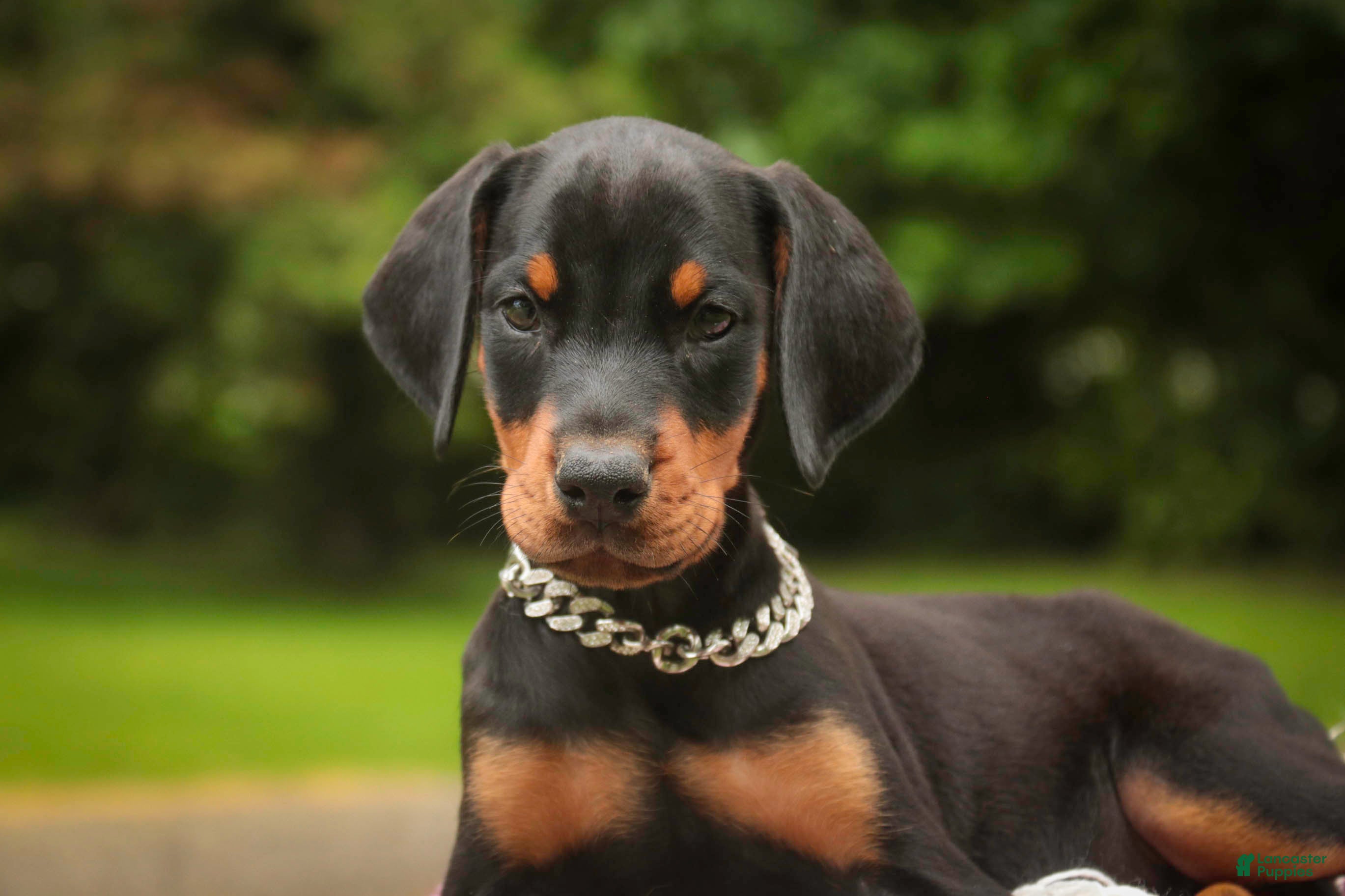 Doberman Pinscher dogs Delphine - Ad 2