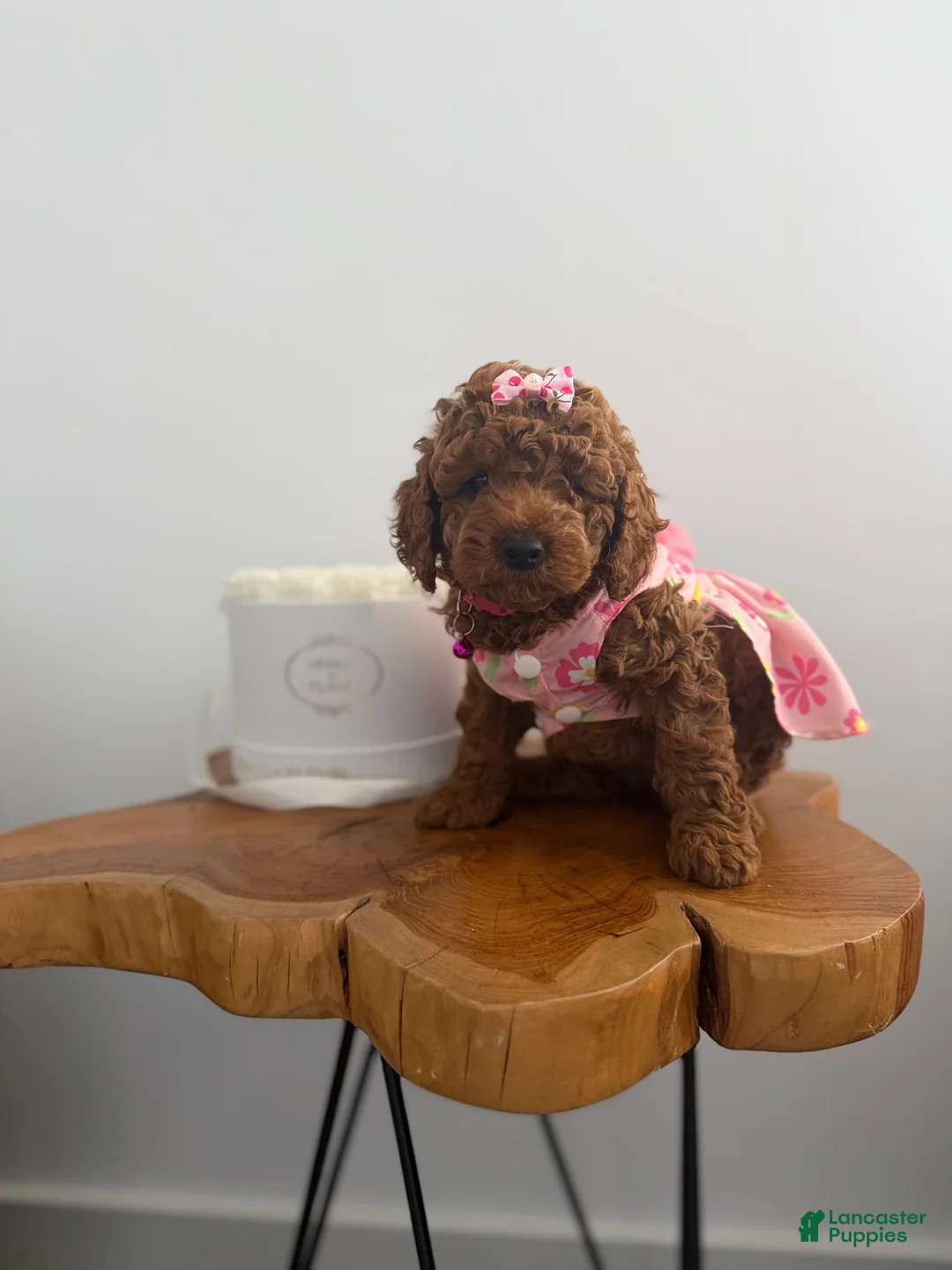 Miniature Poodle dogs for sale: Miniature Poodle 1 - Ad 2